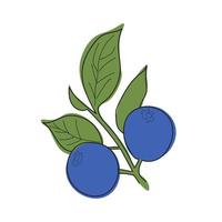 Blueberry branch minimalistic flat and line style.sprig of blueberries with leaves and berries vector