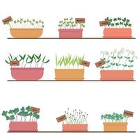 conjunto de ilustración de vector de microgreens. microvegetales que crecen en macetas, plantas en casa en un estante