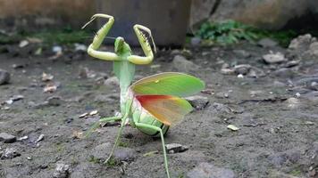 Praying Mantis, Religious Mantis. The green praying mantis is looking right and left video