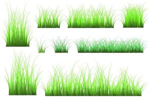 grass, meadow, green grass vector