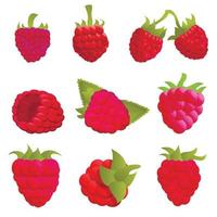 Raspberry icons set, cartoon style vector