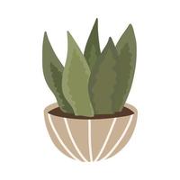 Botanical plant succulent Sansevieria in Scandinavian pot in boho style vector