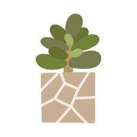 Botanical plant succulent Crassula in Scandinavian pot in boho style vector