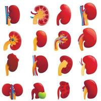 conjunto de iconos de riñón, estilo de dibujos animados vector