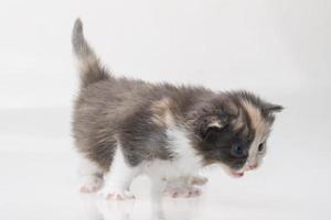 Maine Coon Cat on white background photo