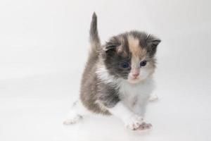 Maine Coon Cat on white background photo