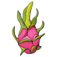 Red Dragon fruit, pitahaya. White background, isolate.Vector illustration. vector