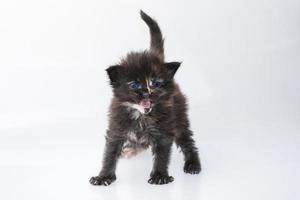 Maine Coon Cat on white background photo