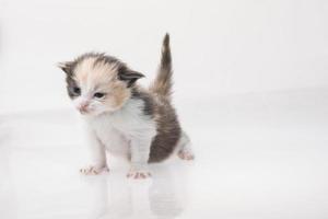 Maine Coon Cat on white background photo