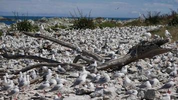 leefgebied van meeuwen op kaikoura beach video