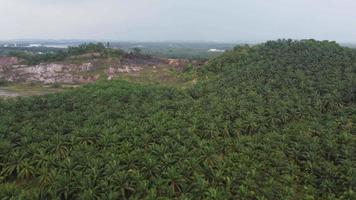 Aerial view green oil palm plantation video