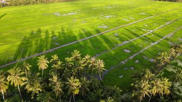 Aerial view coconut shadow in green rice field video