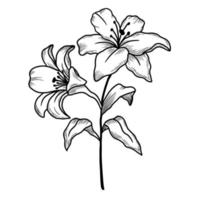 Hand Drawn Flowers Branch of Lilies on a white background. Isolated vector illustration lily in line art style. Template card, invitation, banner, tattoo, design element.