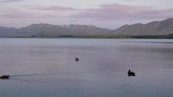 trois canards colverts nagent dans le lac video