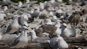 gaviota y su bebé en el coronel en la playa de kaikoura, isla del sur video