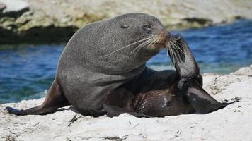 Fur sleep scratch itching using its hind flippers at Kaikoura, South Island video