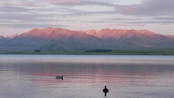 Mallard duck swim in lake during the dusk hour at Lake Tekapo video