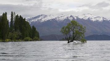 Zeitraffer Lake Wanaka und Baum. video