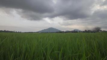 giornata di pioggia nuvolosa di bukit mertajam cherok tokkun hill video