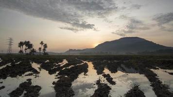 Sunrise at muddy rice filed. video