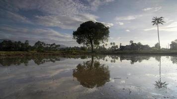 timelapse boom weerspiegelen in water. video