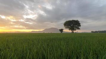 timelapse céu dramático manhã nublada no campo de arroz verde video