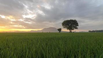 timelapse dramatique ciel nuageux matin à la rizière verte video