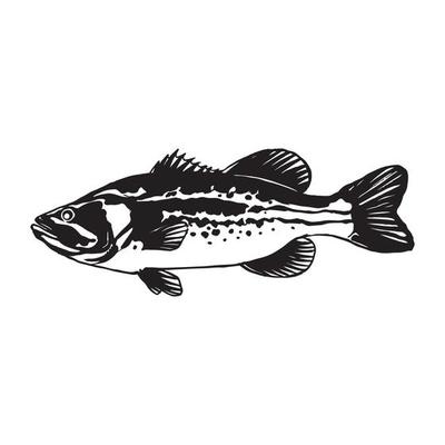 Bass fish line drawing style on white background. Design element for icon  logo, label, emblem, sign, and brand mark.Vector illustration. 8895234  Vector Art at Vecteezy