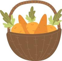 Harvest carrots in basket vector