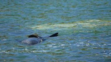 foca brinca sozinha no mar perto de kaikoura, ilha sul video