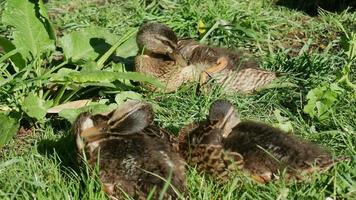 Gräsandfamiljen sover tillsammans i botaniska trädgården, christchurch video