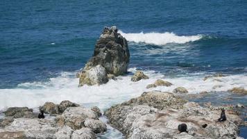 Fur seal colony at the rock at Kaikoura, South Island, New Zealand video