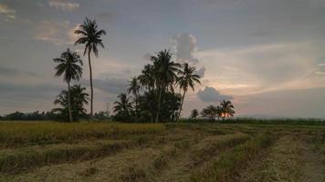 pôr do sol em coqueiros no arrozal apenas colhidos. video