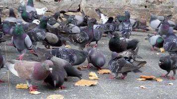 Close up the pigeons eat the bread video