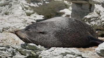el lobo marino duerme por la tarde en una roca en kaikoura, isla del sur
