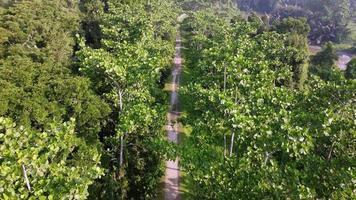 antenn uppifrån och ner se en promenad tom väg i det gröna trädet video
