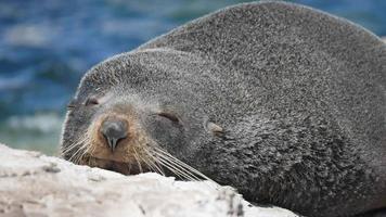 Cute fur seal smile during sleep near Kaikoura, South Island