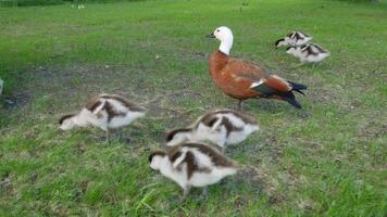 Family of mallard ducks search food video