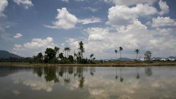 blauer himmel weiße wolke von kokospalmen in reihe in reflexion. video