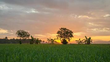 timelapse soluppgång på landsbygdens gröna plantage video
