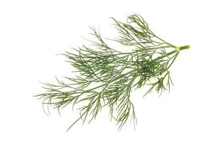 Fresh green dill herb branch photo