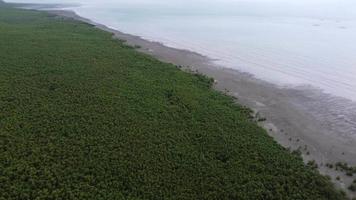 vista aérea floresta de mangue verde perto do mar litoral video