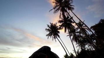 Tilt down the silhouette coconut tree video