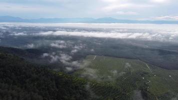 Aerial view plantation of oil palm in morning fog video