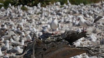 dos gaviotas sentadas en un bloque de madera por la tarde video