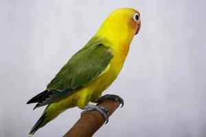 lovebirds are very beautiful. on a man's finger photo