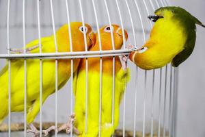 a pair of love birds. in the bird cage. three love birds in a white metal cage hanging photo