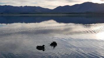 Two mallard ducks swim in the Lake Tekapo, South Island video