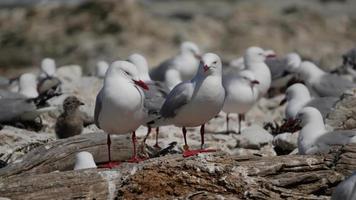 Close up a pair of seagull with its friend as background at Kaikoura video