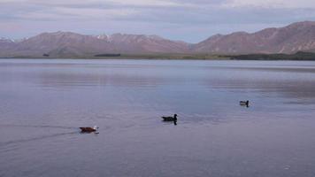 panoramique trois canards nagent video